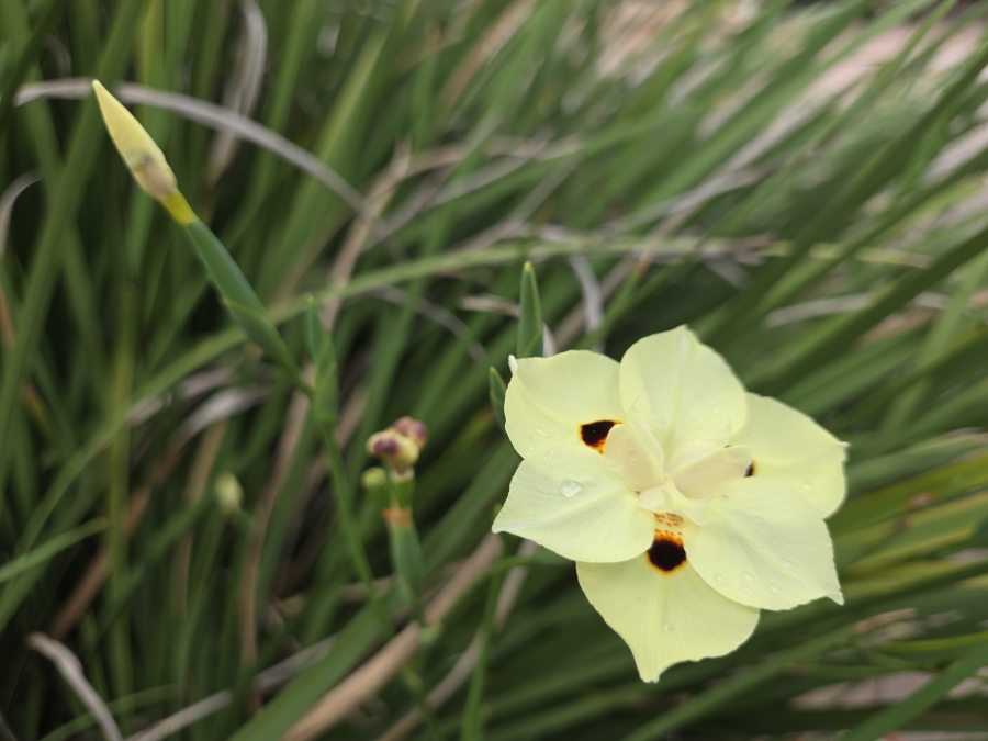 2 Bedroom Property for Sale in Sandown Gauteng