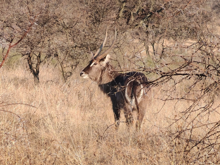 0 Bedroom Property for Sale in Meyerton Rural Gauteng