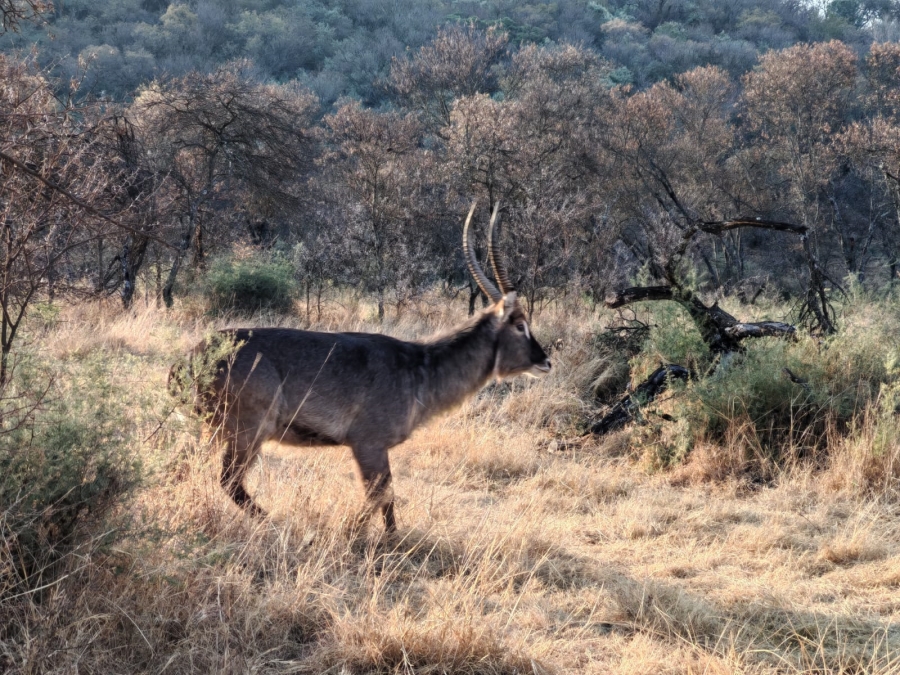 0 Bedroom Property for Sale in Meyerton Rural Gauteng