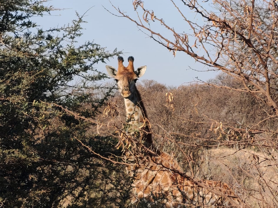 0 Bedroom Property for Sale in Meyerton Rural Gauteng