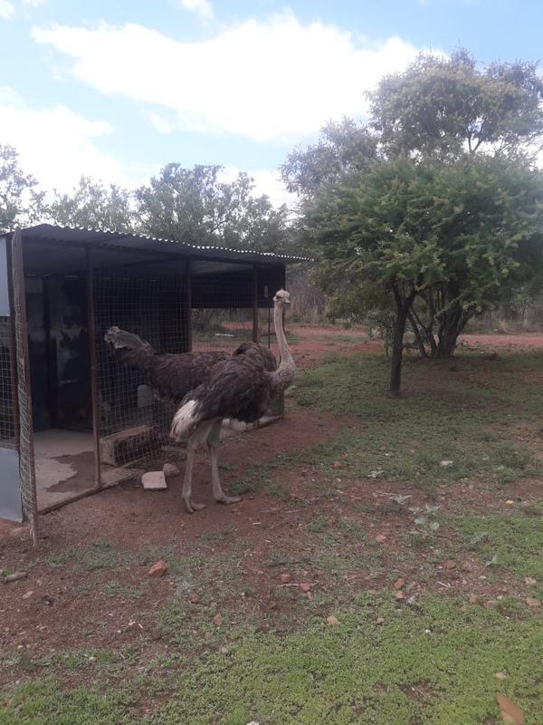 2 Bedroom Property for Sale in Kameeldrift East Gauteng