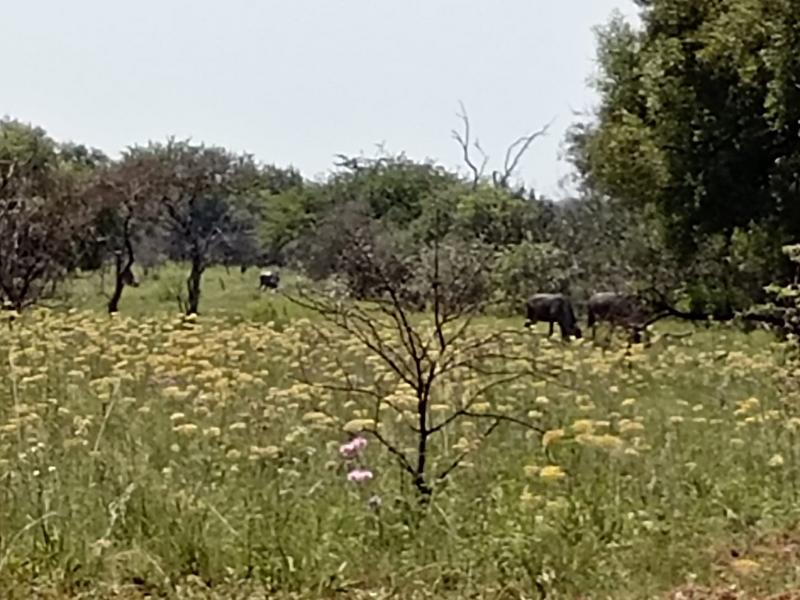 0 Bedroom Property for Sale in Dinokeng Game Reserve Gauteng