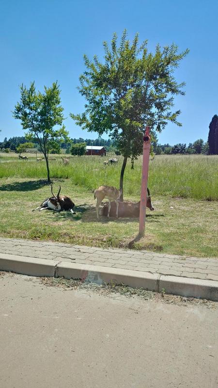 0 Bedroom Property for Sale in Rietfontein Gauteng