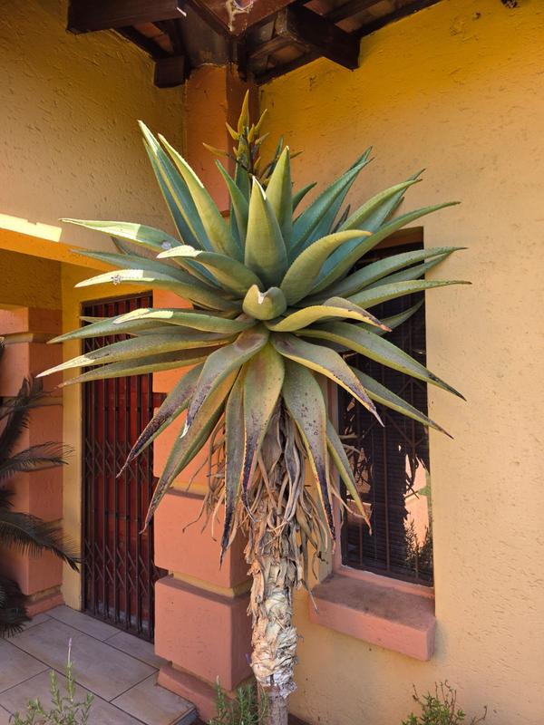 5 Bedroom Property for Sale in Rooihuiskraal North Gauteng