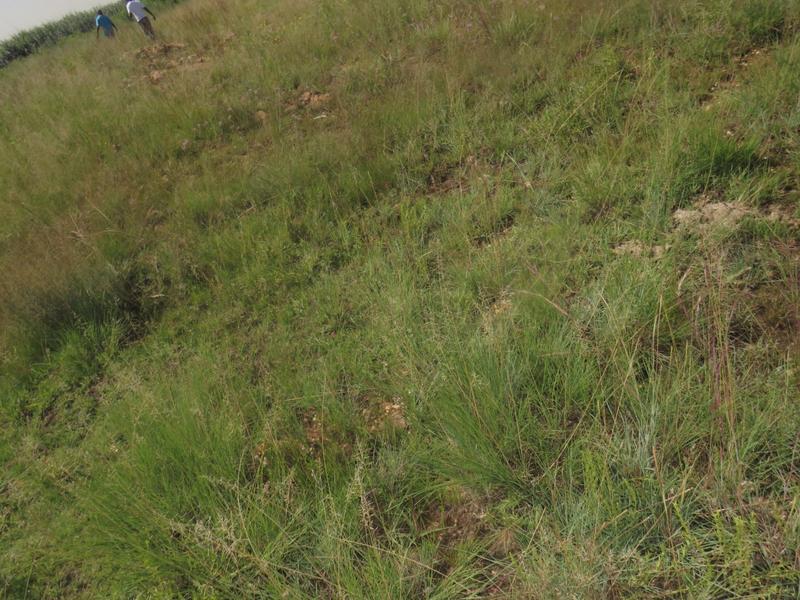 0 Bedroom Property for Sale in Mohlakeng Gauteng