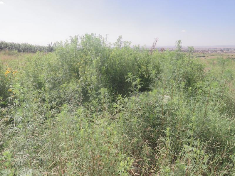 0 Bedroom Property for Sale in Mohlakeng Gauteng
