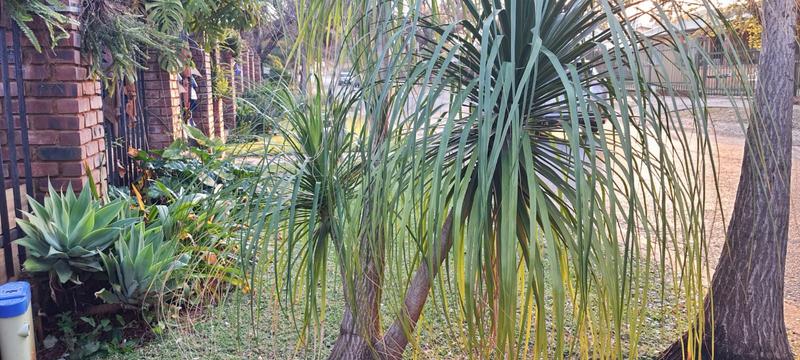 3 Bedroom Property for Sale in Danville Gauteng