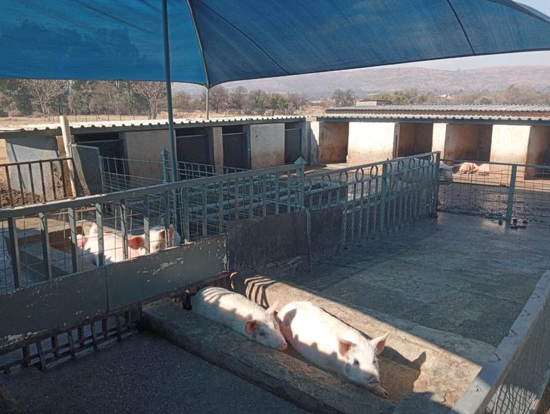 5 Bedroom Property for Sale in Swacina Park Gauteng