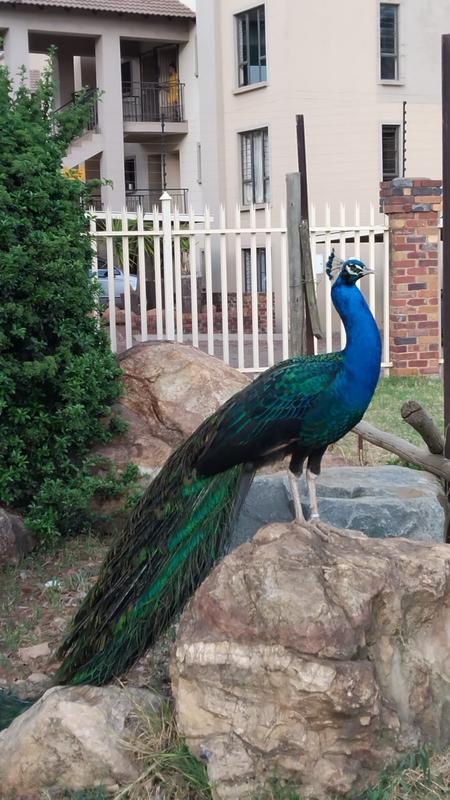 2 Bedroom Property for Sale in Primrose Gauteng