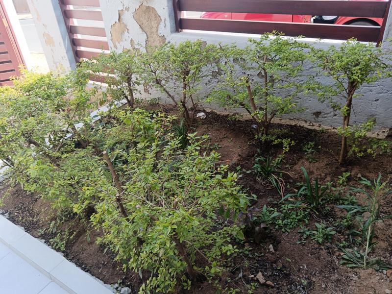 3 Bedroom Property for Sale in Orlando Gauteng