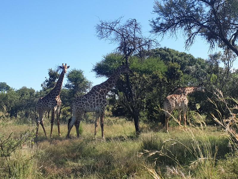 0 Bedroom Property for Sale in Kameelfontein Gauteng