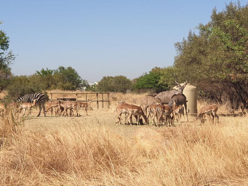 0 Bedroom Property for Sale in Kameelfontein Gauteng