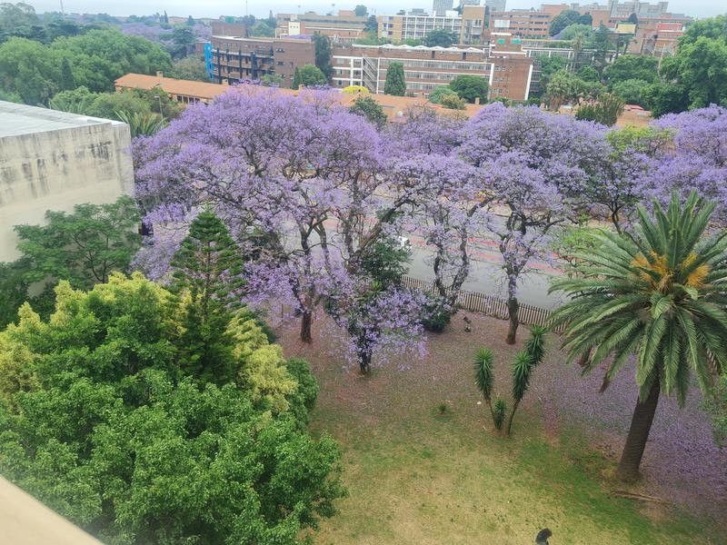 To Let 2 Bedroom Property for Rent in Parktown Gauteng