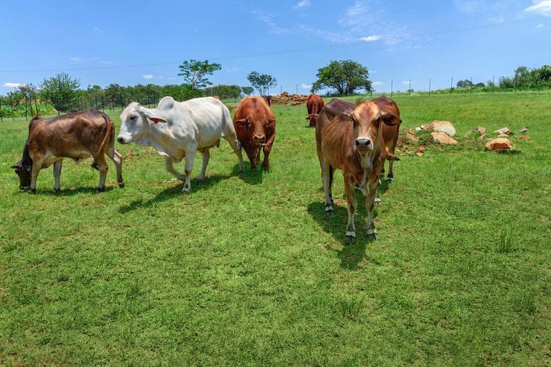 4 Bedroom Property for Sale in Muldersdrift Gauteng