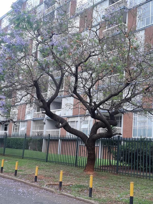 3 Bedroom Property for Sale in Bedford Gardens Gauteng