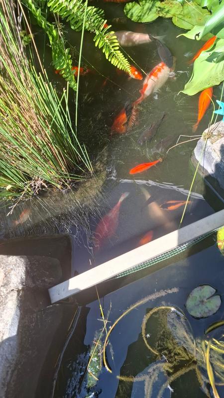 4 Bedroom Property for Sale in Allen Grove Gauteng