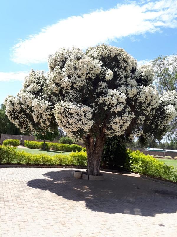 0 Bedroom Property for Sale in Randfontein Gauteng