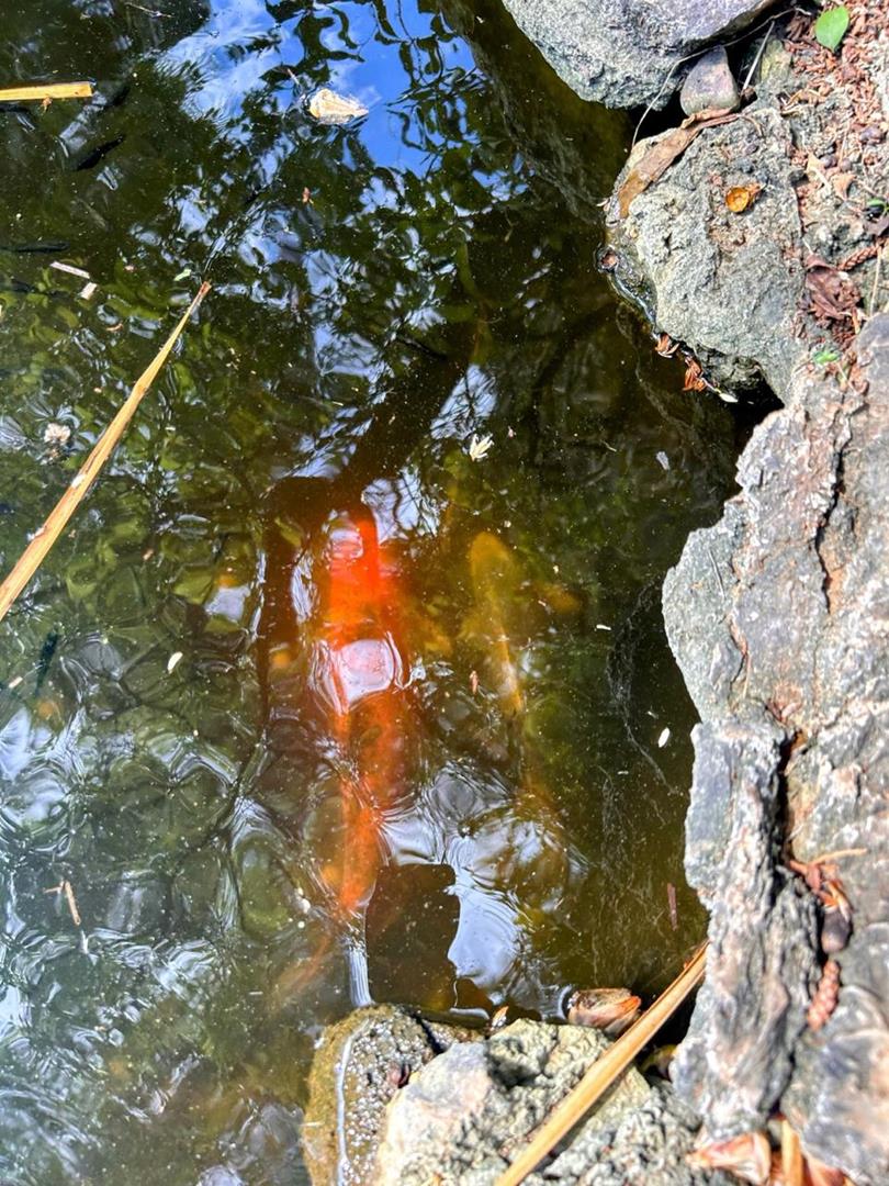 4 Bedroom Property for Sale in Jan Niemand Park Gauteng