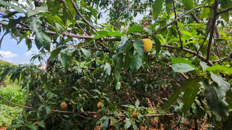 4 Bedroom Property for Sale in Tarlton Gauteng