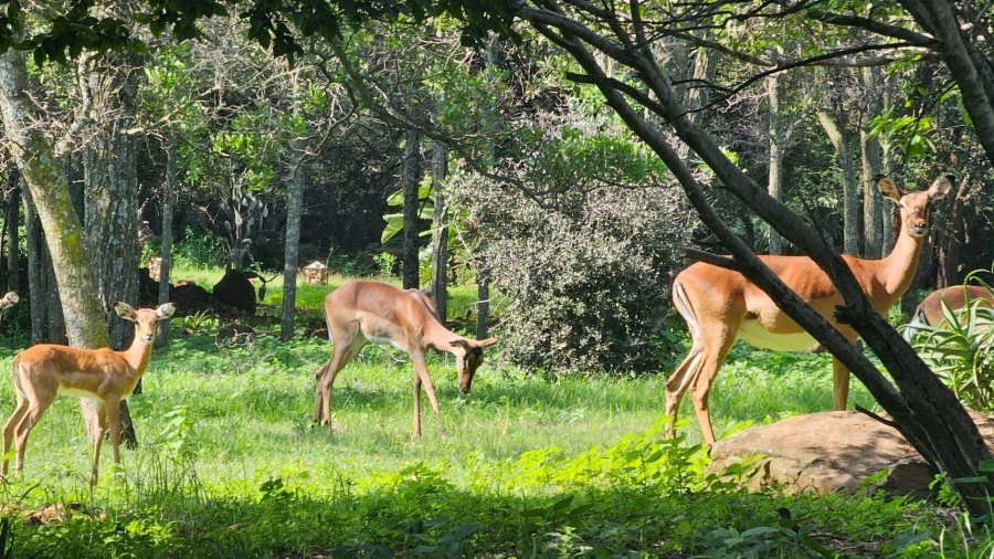 To Let 3 Bedroom Property for Rent in Wapadrand Gauteng