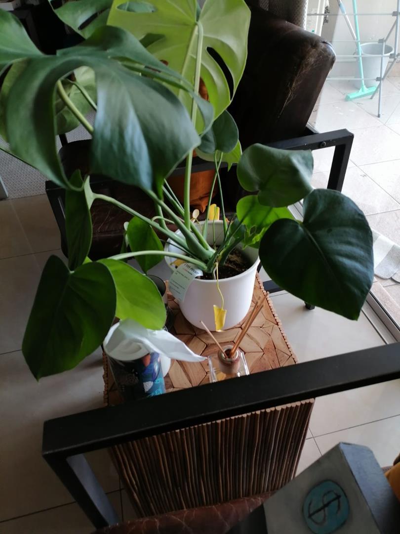 To Let 1 Bedroom Property for Rent in Sandhurst Gauteng