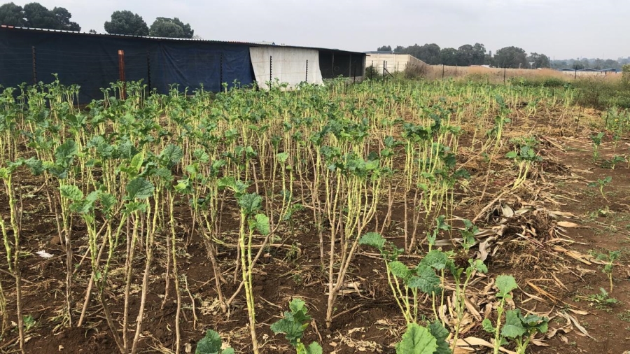 0 Bedroom Property for Sale in Honingnestkrans Gauteng