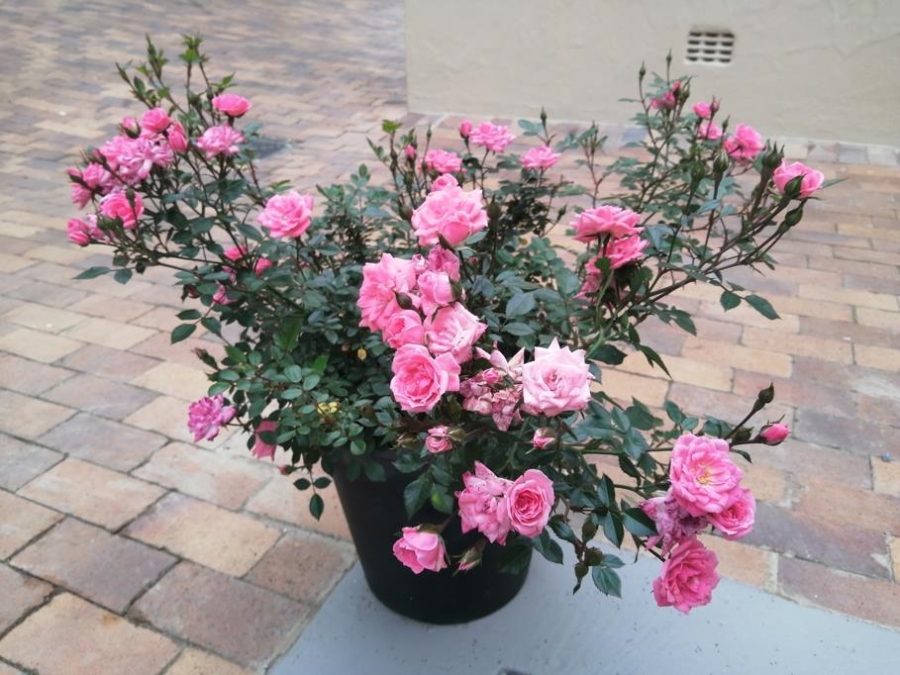 To Let 4 Bedroom Property for Rent in New Brighton Gauteng