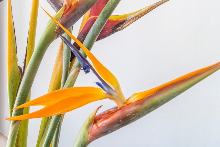 4 Bedroom Property for Sale in Waterfall Country Village Gauteng