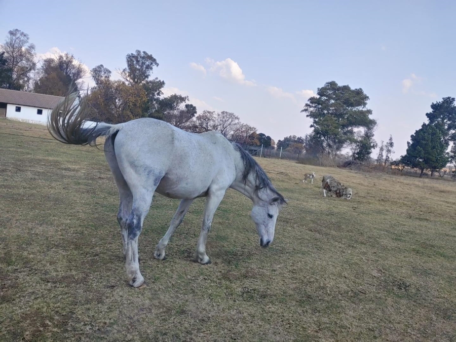 7 Bedroom Property for Sale in Walker Fruit Farms Gauteng