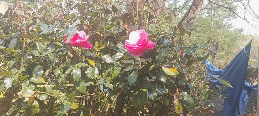 To Let 2 Bedroom Property for Rent in Zwavelpoort Gauteng
