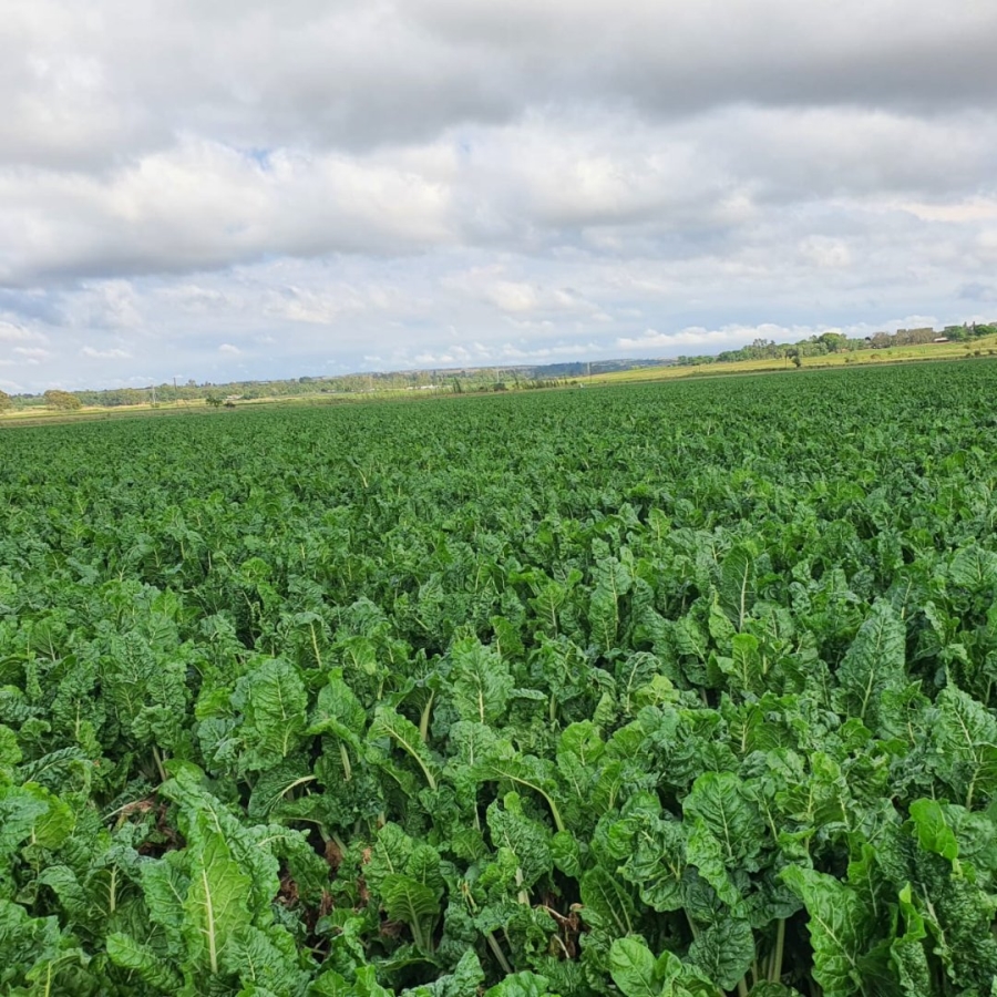 Commercial Property for Sale in Pretoria North Gauteng