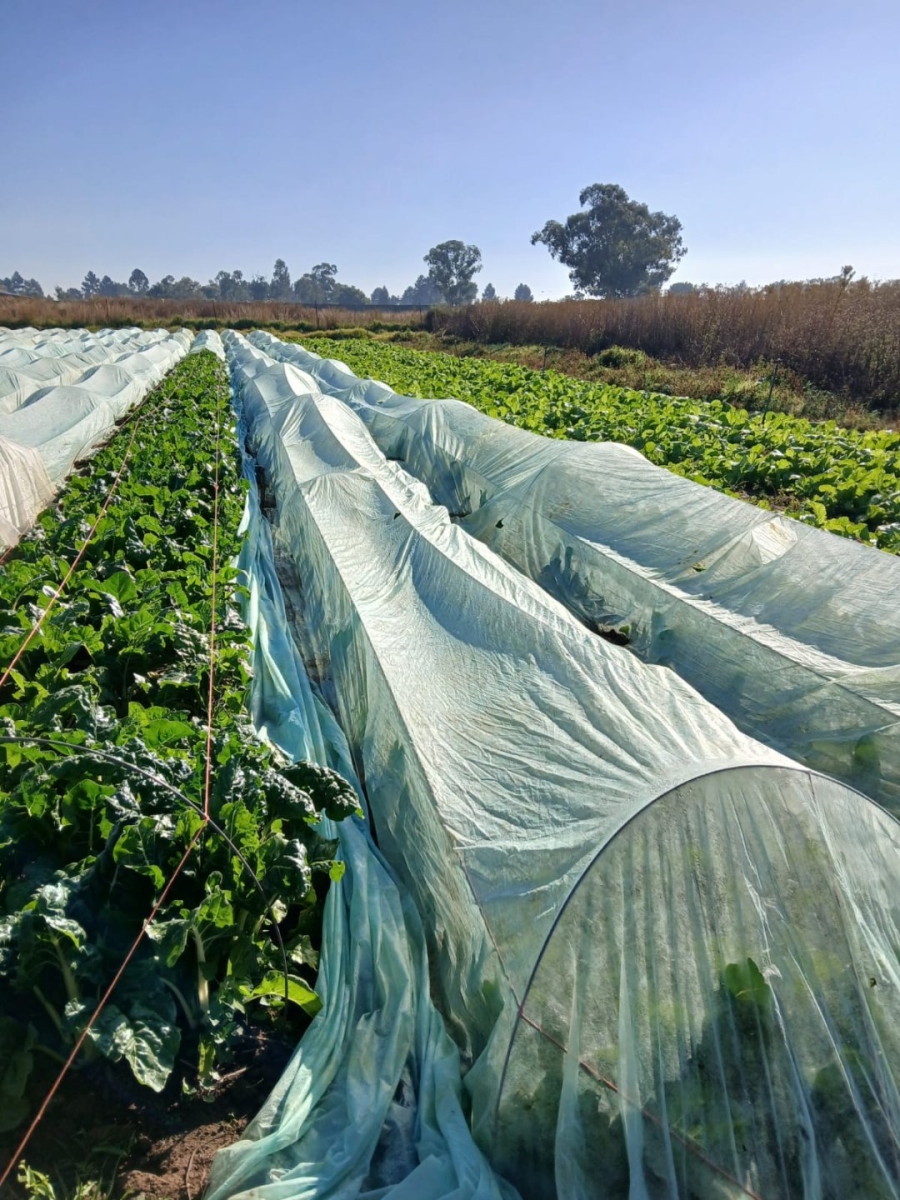 Commercial Property for Sale in Homestead Apple Orchards Gauteng