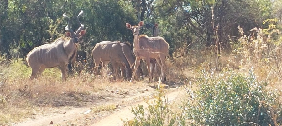 Commercial Property for Sale in Dinokeng Game Reserve Gauteng