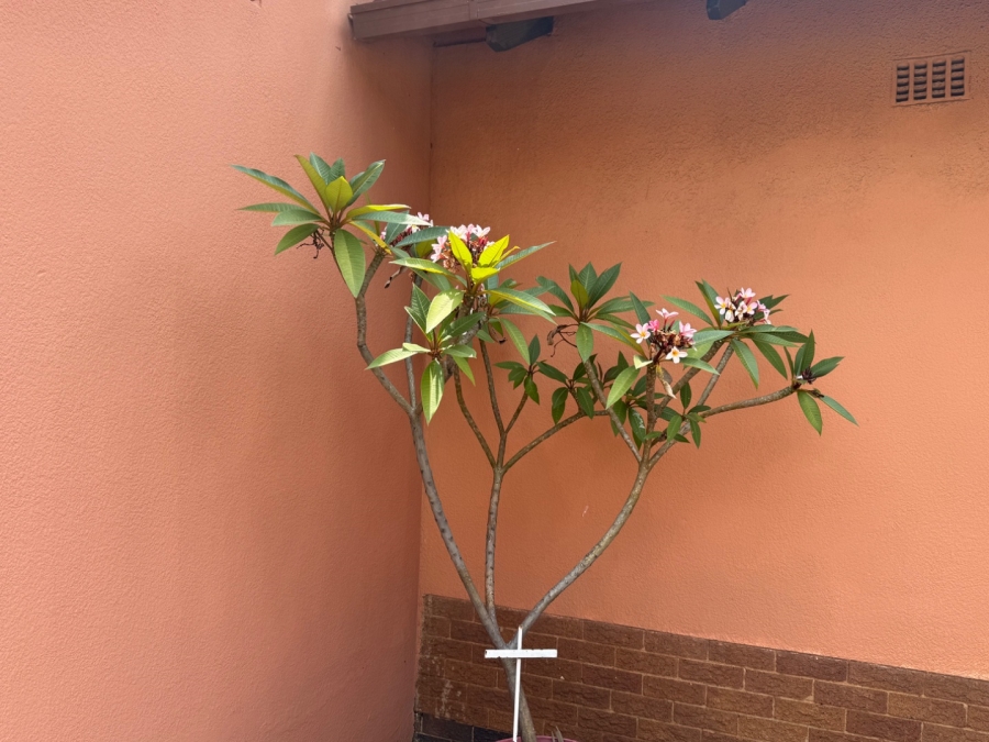 5 Bedroom Property for Sale in Elspark Gauteng