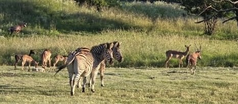 Commercial Property for Sale in Springs Central Gauteng