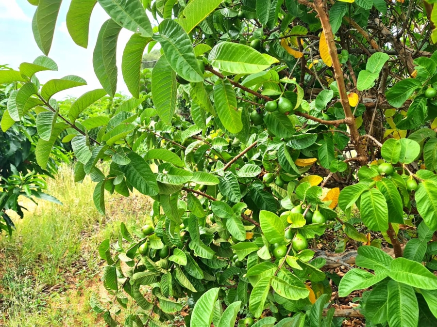 Commercial Property for Sale in Vasfontein AH Gauteng