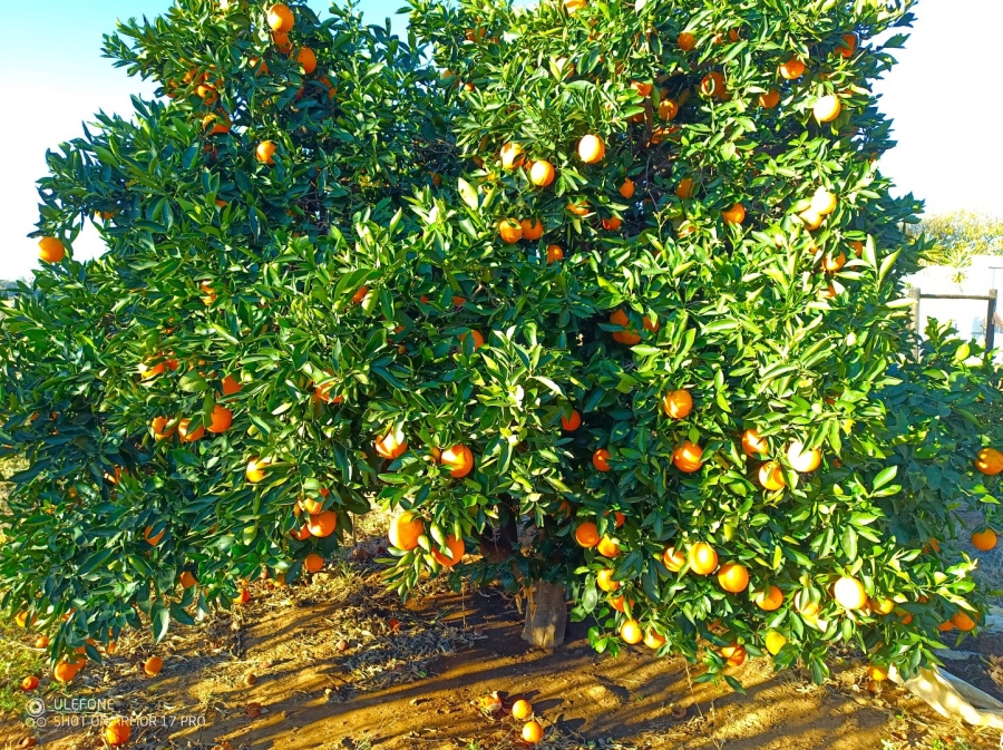 Commercial Property for Sale in Agricultural Holding 475 Gauteng