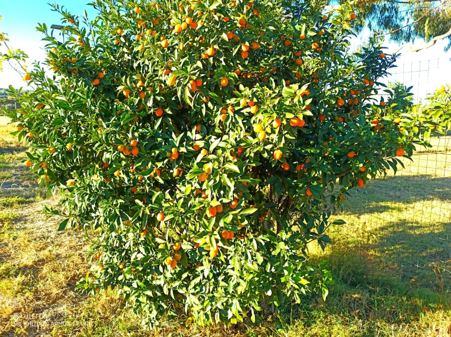 Commercial Property for Sale in Agricultural Holding 475 Gauteng