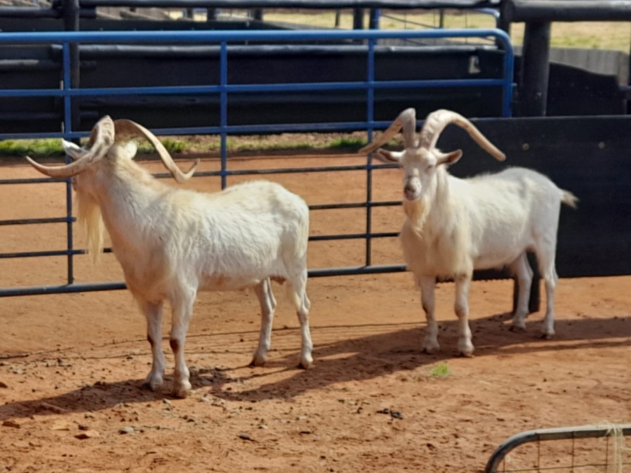 3 Bedroom Property for Sale in Heidelberg Rural Gauteng