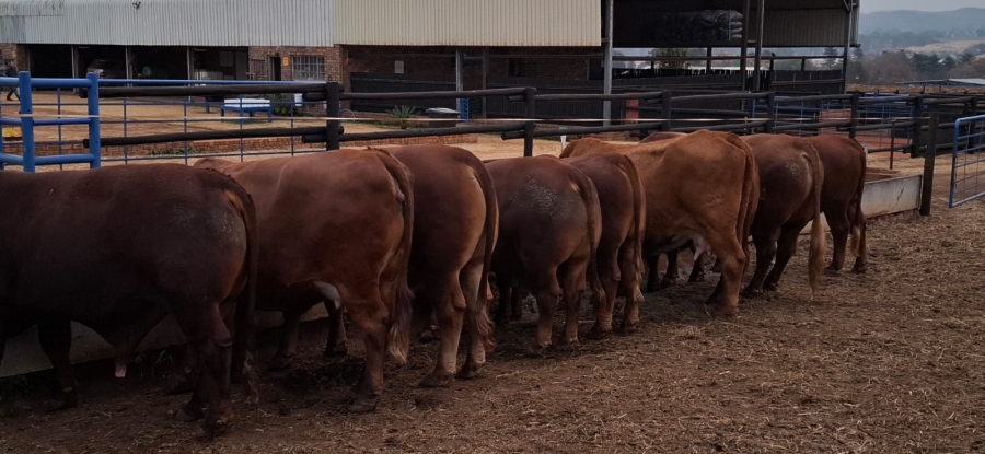 3 Bedroom Property for Sale in Heidelberg Rural Gauteng