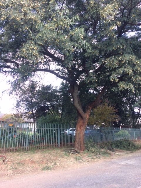 4 Bedroom Property for Sale in Fairland Gauteng