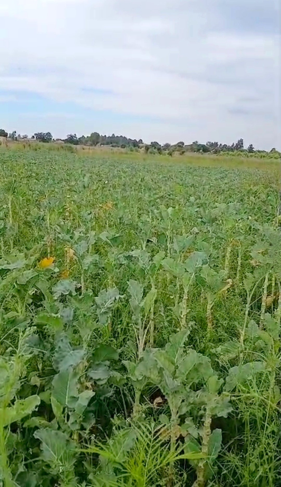 Commercial Property for Sale in Homestead Apple Orchards Gauteng