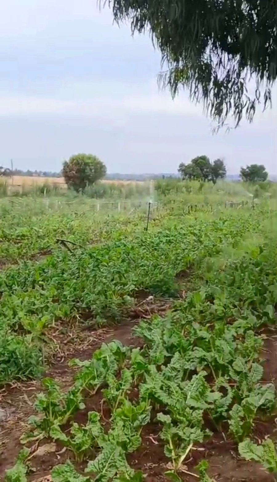Commercial Property for Sale in Homestead Apple Orchards Gauteng