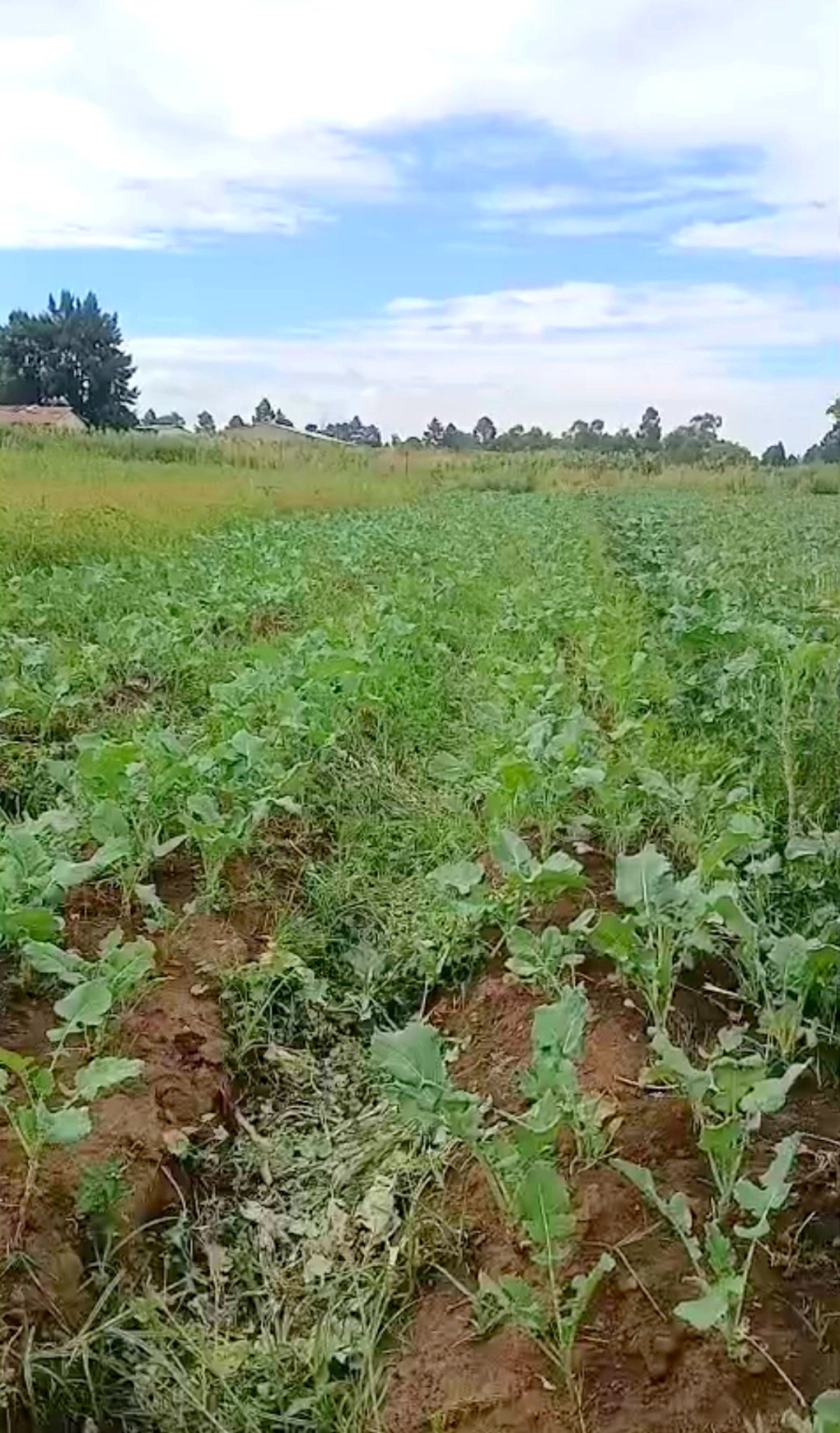 Commercial Property for Sale in Homestead Apple Orchards Gauteng