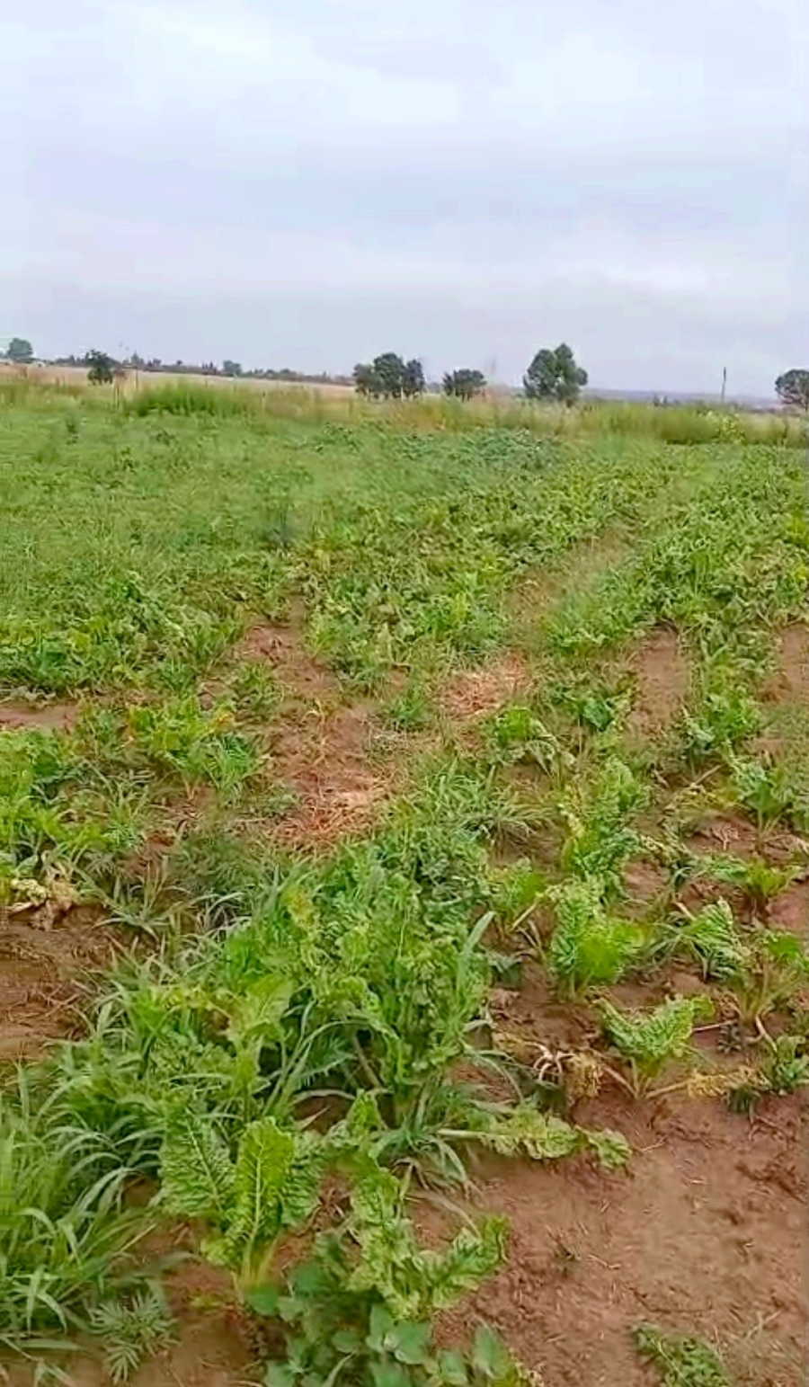 Commercial Property for Sale in Homestead Apple Orchards Gauteng