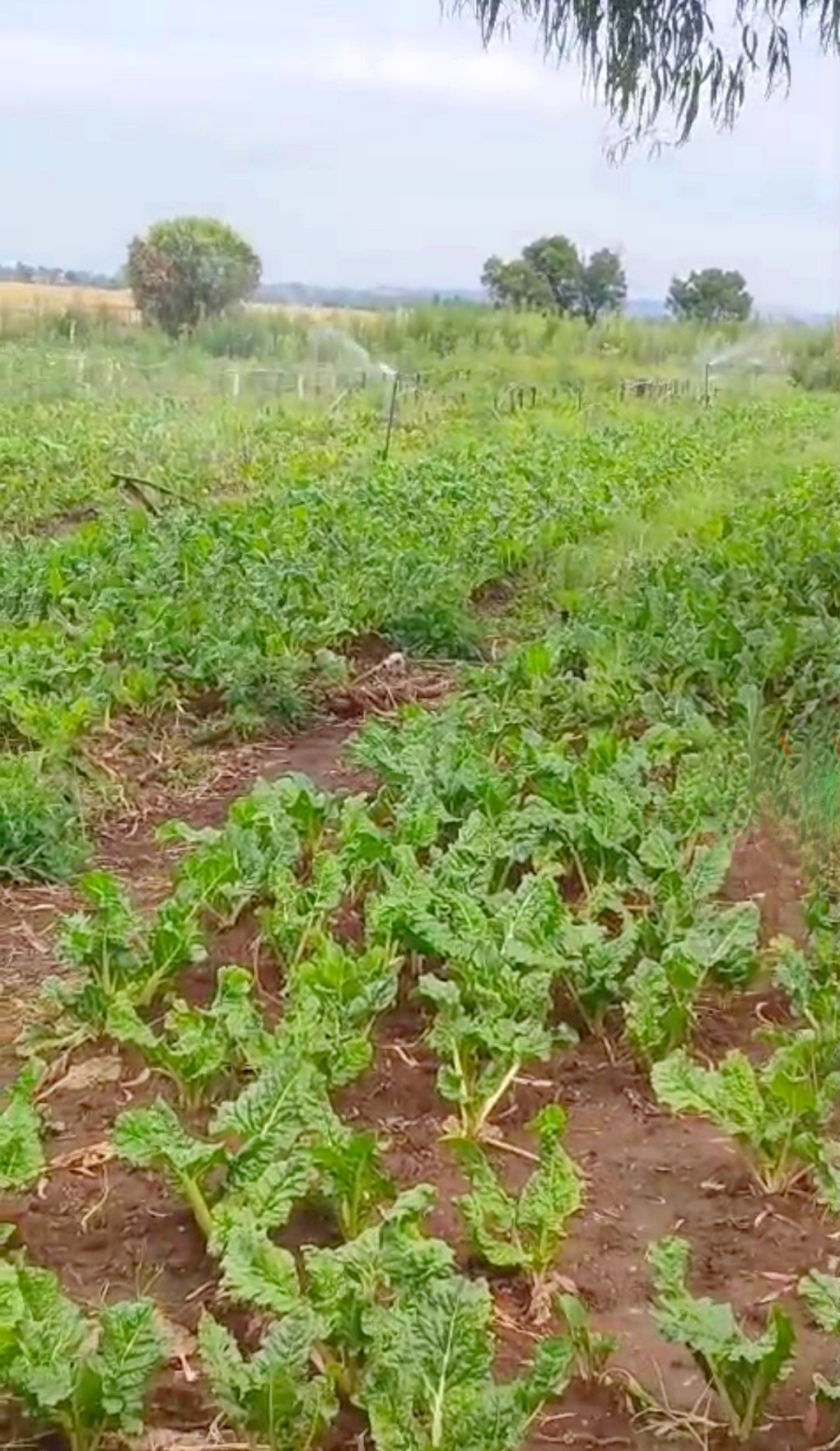 Commercial Property for Sale in Homestead Apple Orchards Gauteng