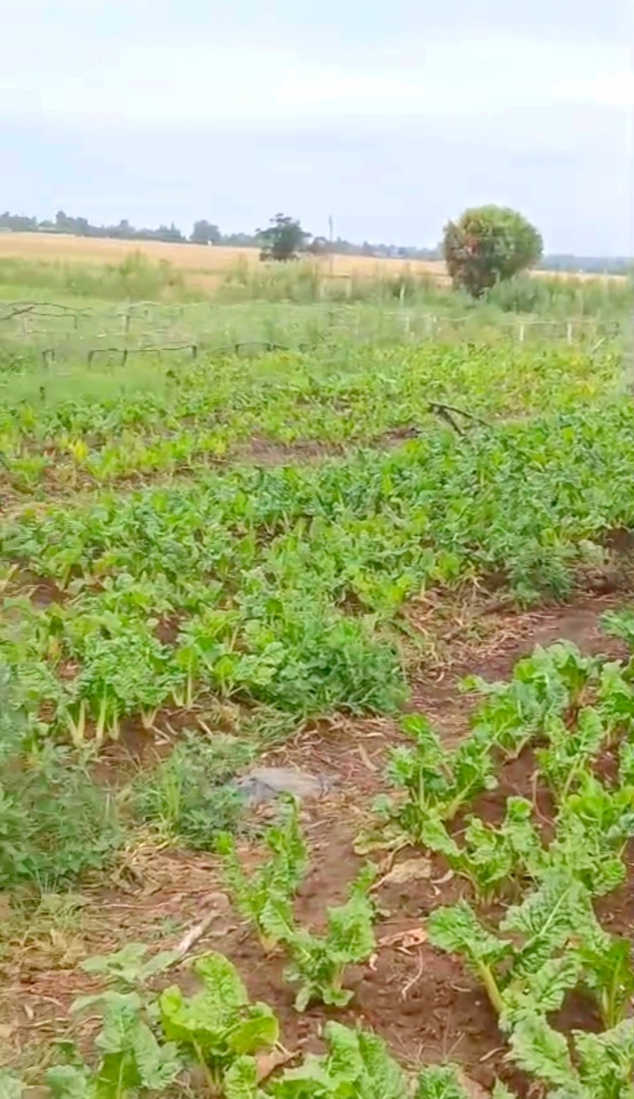 Commercial Property for Sale in Homestead Apple Orchards Gauteng