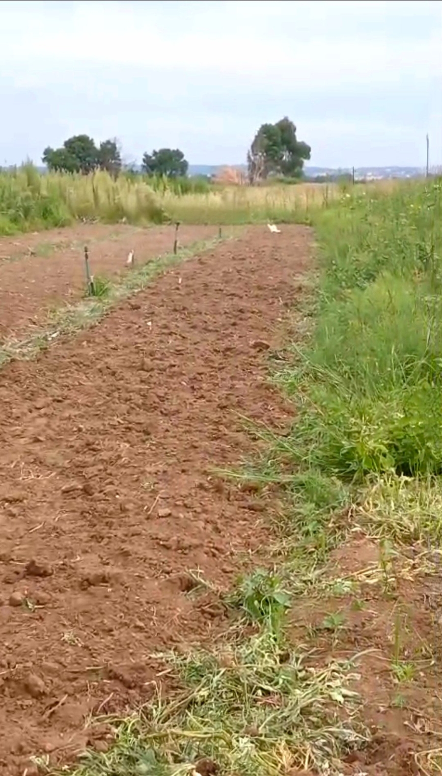 Commercial Property for Sale in Homestead Apple Orchards Gauteng