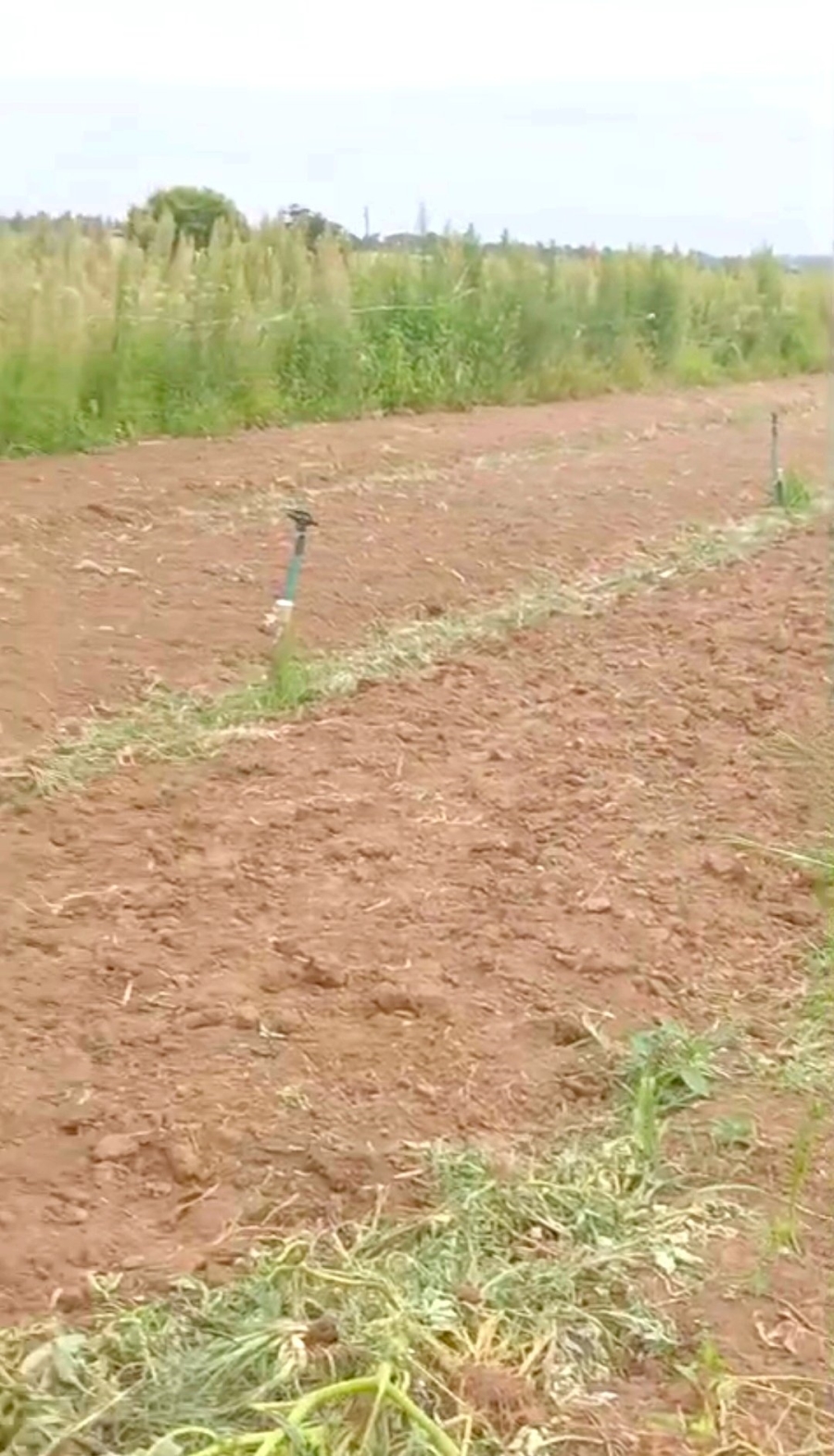 Commercial Property for Sale in Homestead Apple Orchards Gauteng
