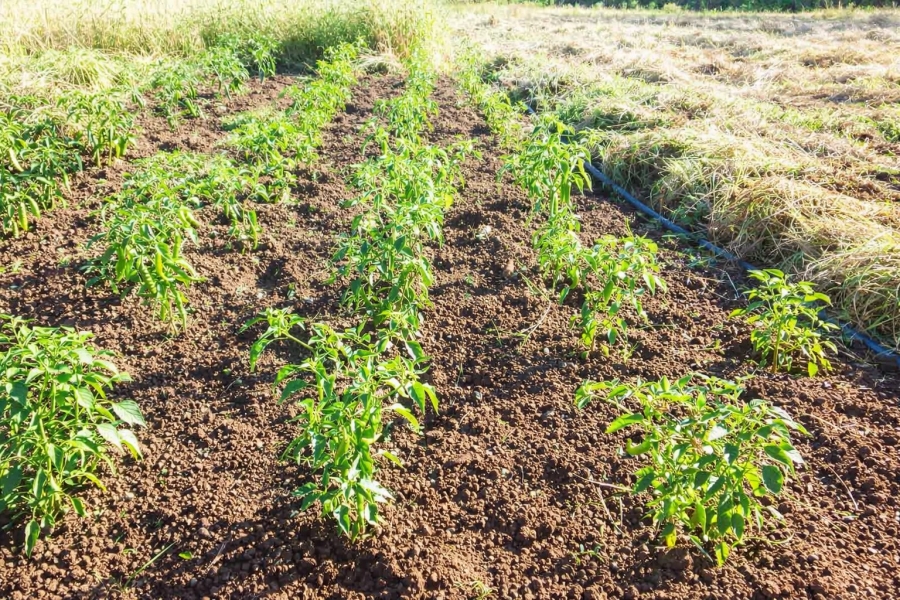 3 Bedroom Property for Sale in Walker Fruit Farms Gauteng